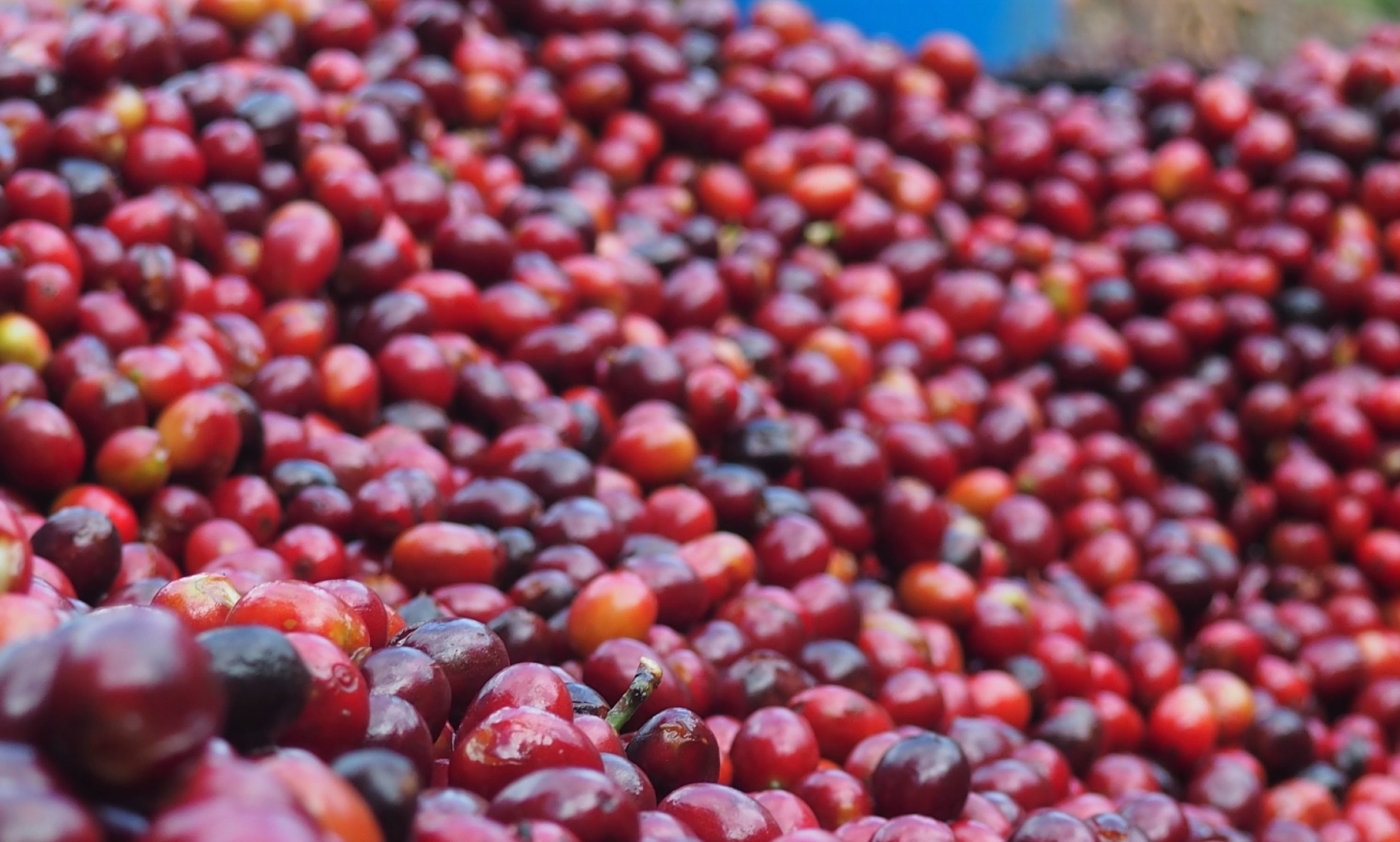 Ethiopian Yirgacheffe